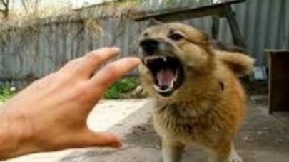 10 yaşlı uşağı it dişlədi